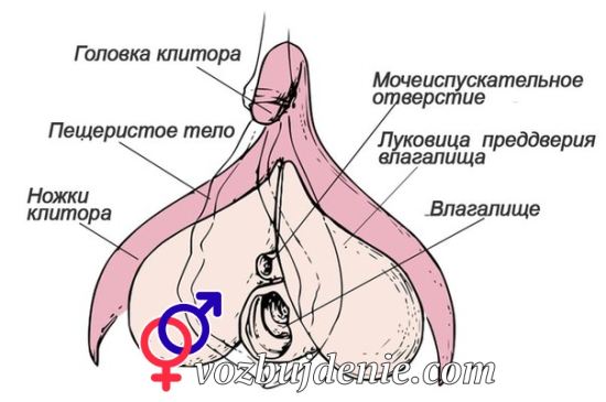 Что такое клиторальный оргазм и как довести до него девушку